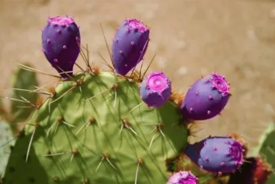 Prickly Purple Pear