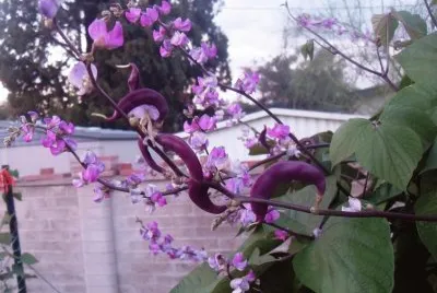 Hyacinth Bean Pod