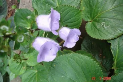 CampÃ¢nula azul
