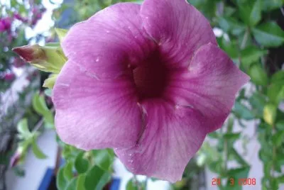 Alamandra rÃ³sea