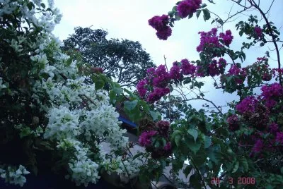 Primaveras