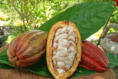 fruta - cacau