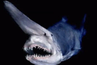 goblin shark
