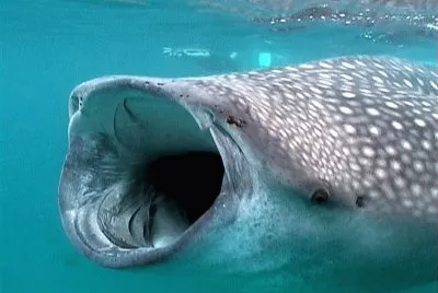 whale shark
