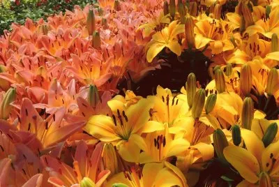 פאזל של Orange and Yellow