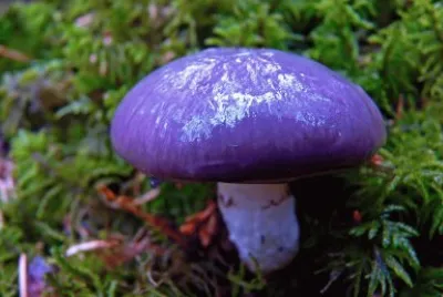 Purple Young Mushroom