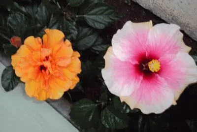 flores