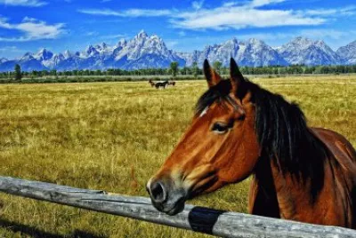 CABALLO jigsaw puzzle