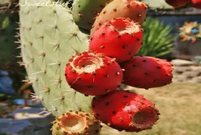frutos