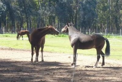 caballos desafiantes
