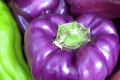Purple Peppers