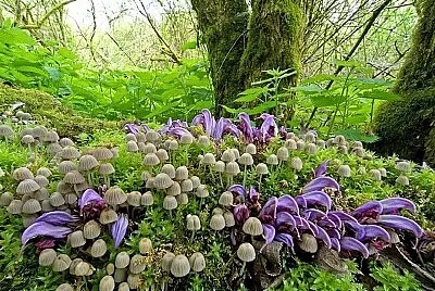 Nature