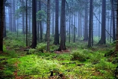 Nature