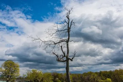 Nature jigsaw puzzle