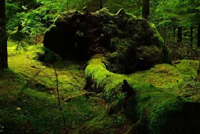 Nature jigsaw puzzle