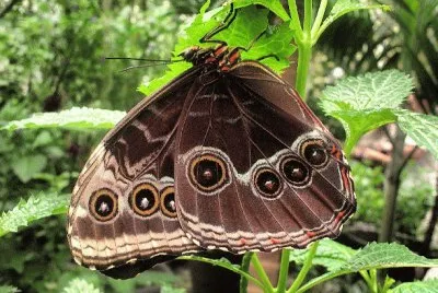 La tomÃ© en el mariposario de Chapultepec