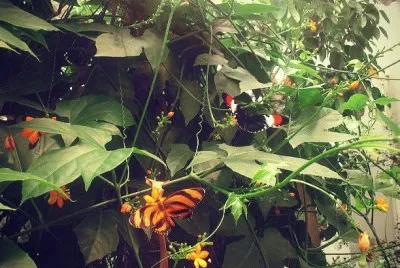 La tomÃ© en el mariposario de Chapultepec