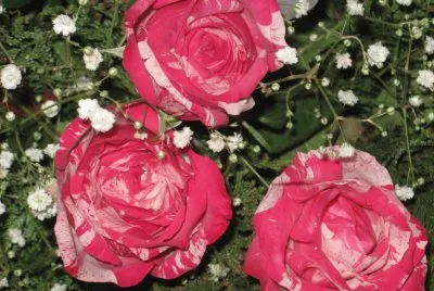 rosas_2