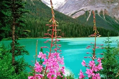 Nature