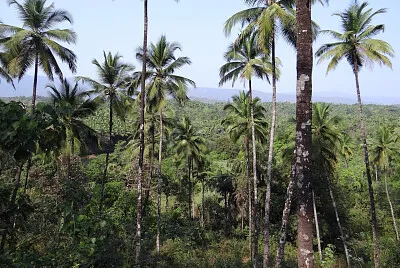 Nature