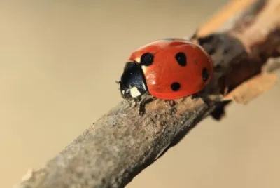 Ladybug jigsaw puzzle