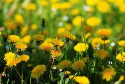 Yellow flowers jigsaw puzzle
