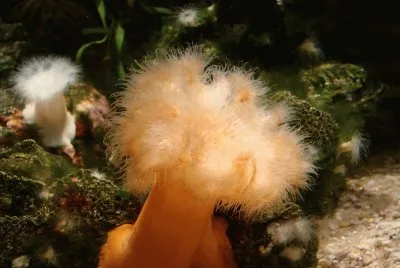 Ga. Aquarium