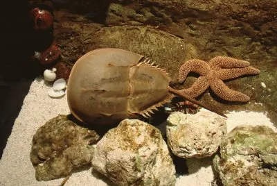 Horseshoe Crab