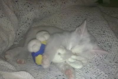 פאזל של LULU DE CENTRAL