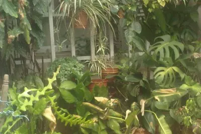 JARDIN