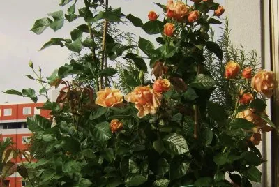 serenitÃ  fra le rose