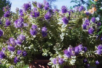 esplosione viola