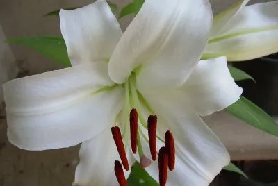 Lilium
