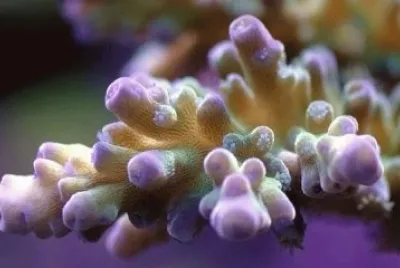 Fish Tank Coral
