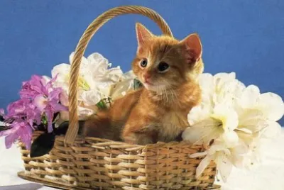 gatet