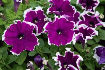 Velvet Petunias