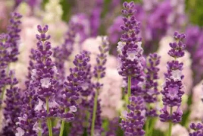 Lavender Olympia