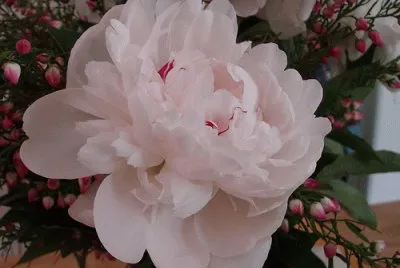 פאזל של Flower