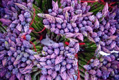 Purple Asparagus Bundles