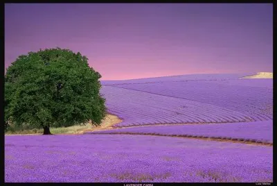 Lavender Farm-Art