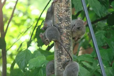 Rats on Feeder