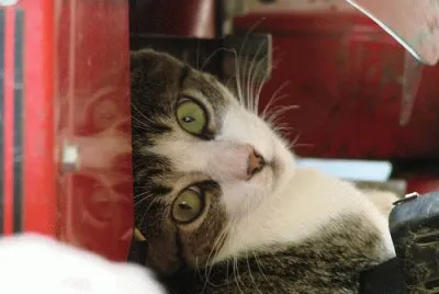 Eyes Reflecting