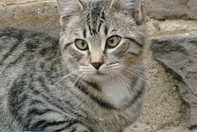 Crossed Eyes