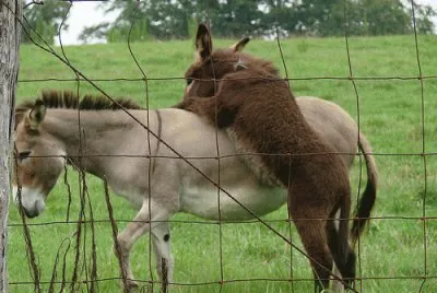 Carry Me Mom