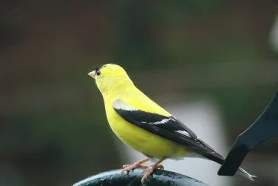 Goldfinch