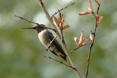 Hummingbird