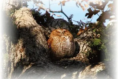 Owl