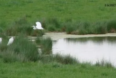 Group of Egrets