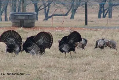 פאזל של Turkey Fanfare