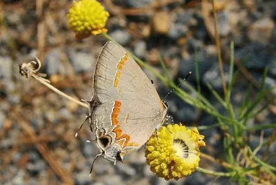 Butterfly in the Fall